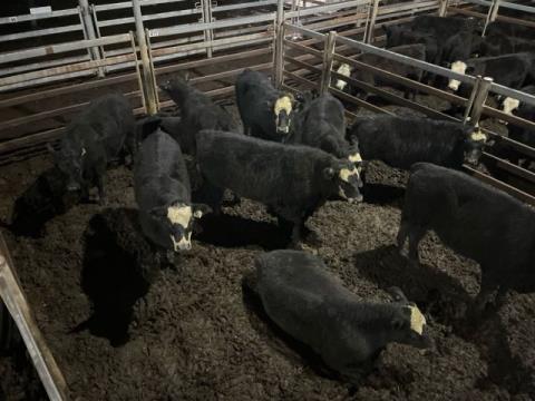 367 · 8 Angus X Angus Weaner Heifers 255kg (Total weight: 2040kg)