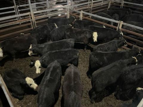 368 · 2 Angus X Angus Weaner Heifers 342.50kg (Total weight: 685kg)