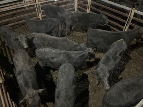 369 · 20 Angus Weaner Heifers 372.80kg (Total weight: 7455kg)