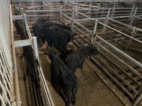 442 · 6 Angus Grown Steers 450kg (Total weight: 2700kg)
