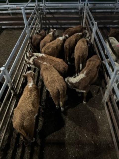 433 · 10 Hereford Weaner Heifers 270.50kg (Total weight: 2705kg)