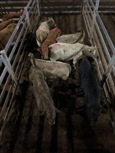 434 · 4 Angus X Heifer 213.80kg (Total weight: 855kg)