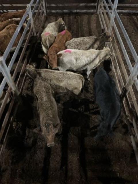 435 · 3 Charolais X Heifer 263.30kg (Total weight: 790kg)