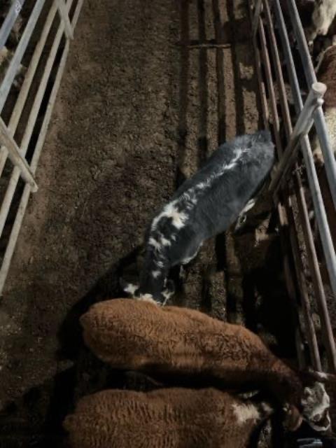 436 · 3 Hereford X Heifer 301.70kg (Total weight: 905kg)