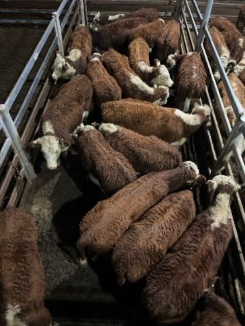 437 · 18 Hereford Weaner Heifers 252.80kg (Total weight: 4550kg)