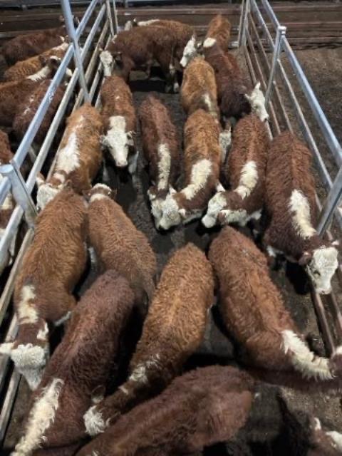438 · 18 Hereford Weaner Heifers 217.20kg (Total weight: 3910kg)