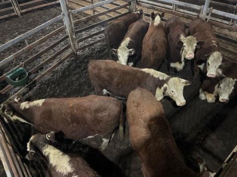 440 · 10 Hereford Grown Steers 598.50kg (Total weight: 5985kg)
