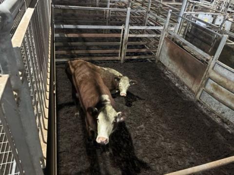 441 · 2 Hereford Grown Steers 570kg (Total weight: 1140kg)