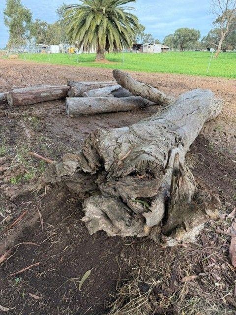 Lot 270 · Wood