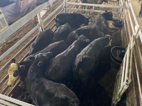 001 · 9 Angus X Hereford Grown Steers