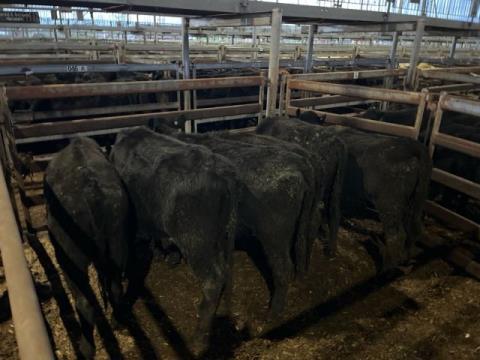 101 · 6 Angus X Angus Weaner Heifers