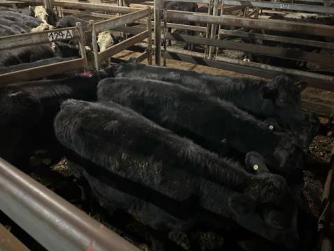 201 · 6 Angus X Steer