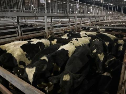 301 · 21 Friesian Grown Steers