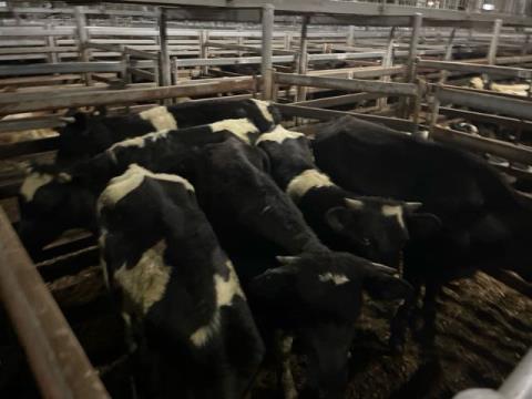 302 · 6 Friesian Grown Steers