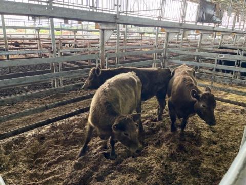 002 · 3 Murray Grey Grown Steers