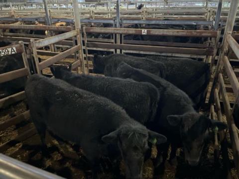 102 · 5 Angus X Angus Weaner Heifers