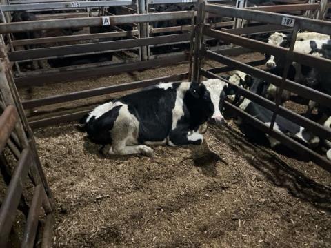 303 · 1 Friesian Steer