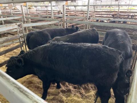 003 · 4 Angus Grown Steers