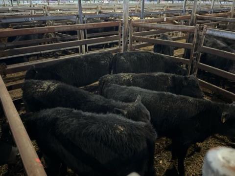 103 · 6 Angus X Angus Weaner Heifers