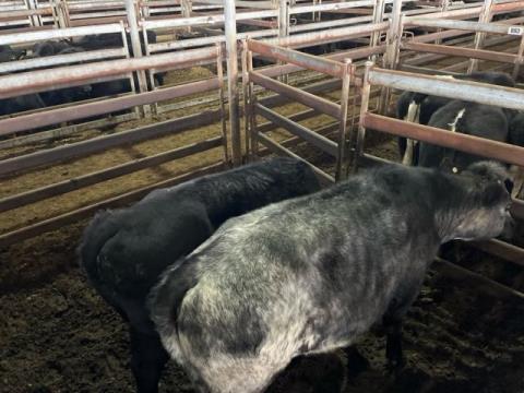 004 · 2 Angus Grown Steers