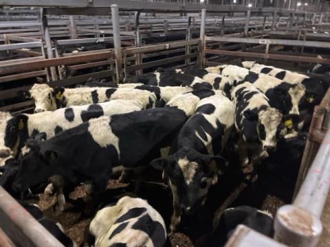 304 · 22 Friesian Steer