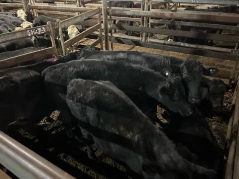 202 · 1 Angus X Steer