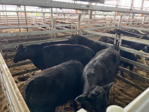 005 · 5 Angus X Steer