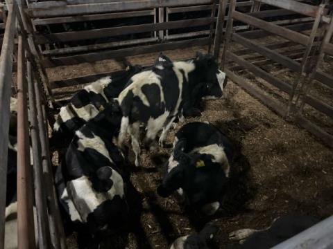 305 · 7 Friesian Steer