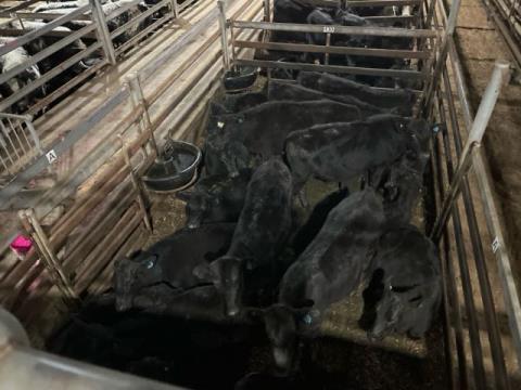 203 · 18 Angus X Steer