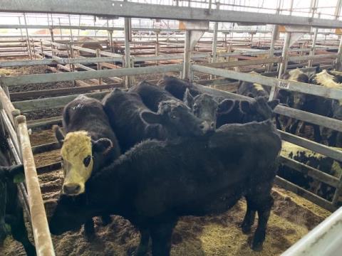 006 · 5 Angus X Steer