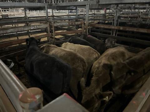 204 · 6 Murray Grey X Steer