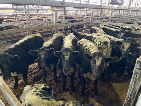 007 · 12 Speckle Park Steer