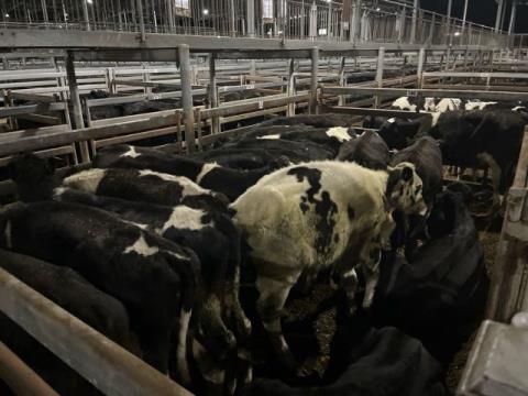 306 · 18 Friesian Steer