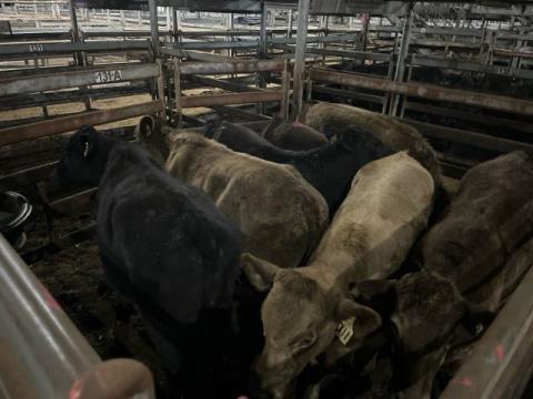 205 · 1 Murray Grey X Steer
