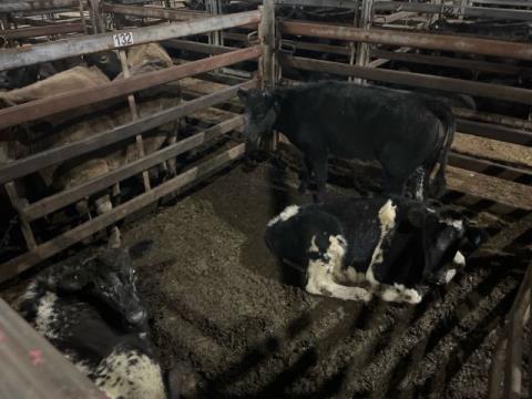 206 · 2 Blue Roan Steer