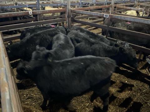 104 · 5 Angus X Weaner Heifers