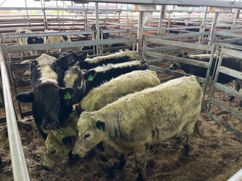 008 · 5 Speckle Park X Steer 442kg (Total weight: 2210kg)