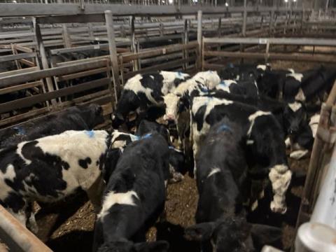 307 · 18 Friesian Steer