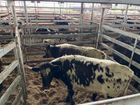 009 · 2 Speckle Park Steer
