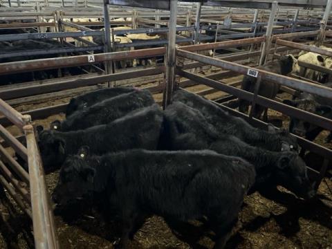 105 · 1 Angus X Weaner Heifers