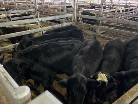 010 · 7 Angus Grown Steers 431.40kg (Total weight: 3020kg)