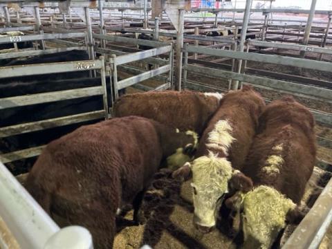 011 · 4 Hereford Steer 416.30kg (Total weight: 1665kg)