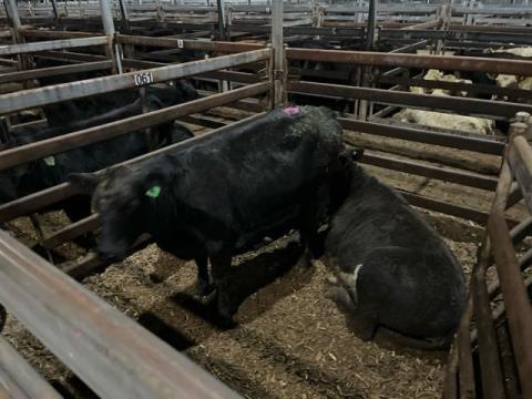 106 · 2 Angus X Angus Heifer