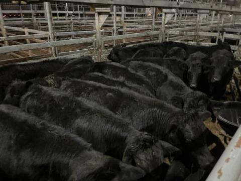012 · 16 Angus X Steer 388.10kg (Total weight: 6210kg)