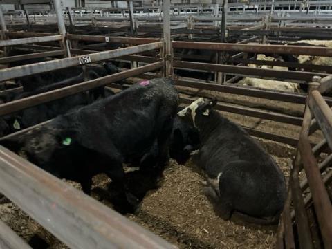 107 · 1 Angus X Angus Heifer