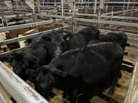 013 · 4 Angus Steer 498.80kg (Total weight: 1995kg)