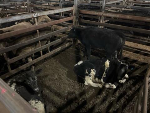 207 · 1 Speckle Park X Steer