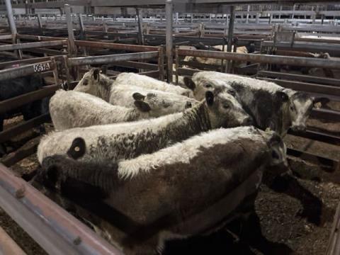 108 · 7 Speckle Park X Heifer