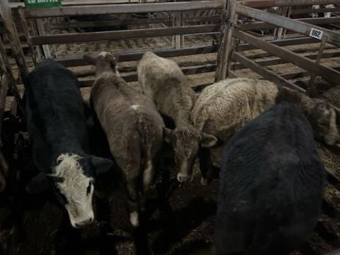 110 · 6 Murray Grey X Heifer