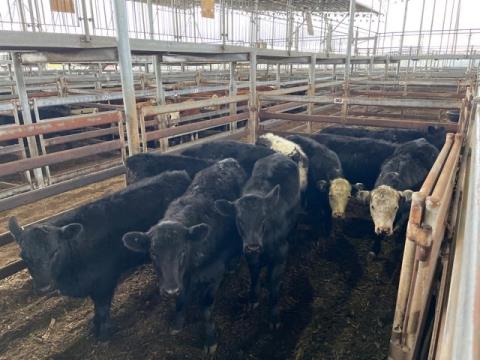 111 · 10 Angus Steer